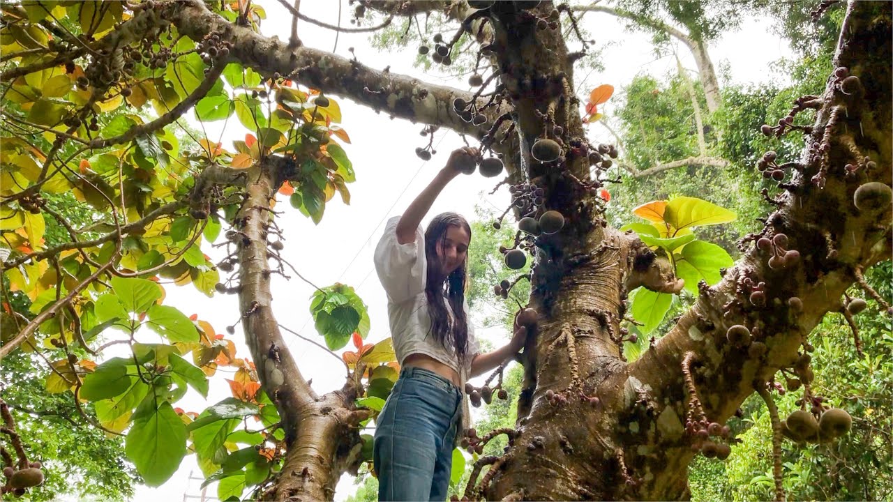 Living in a Huge 60-Year-Old Permaculture Food Forest! Gardening, Foraging and Cooking Tour