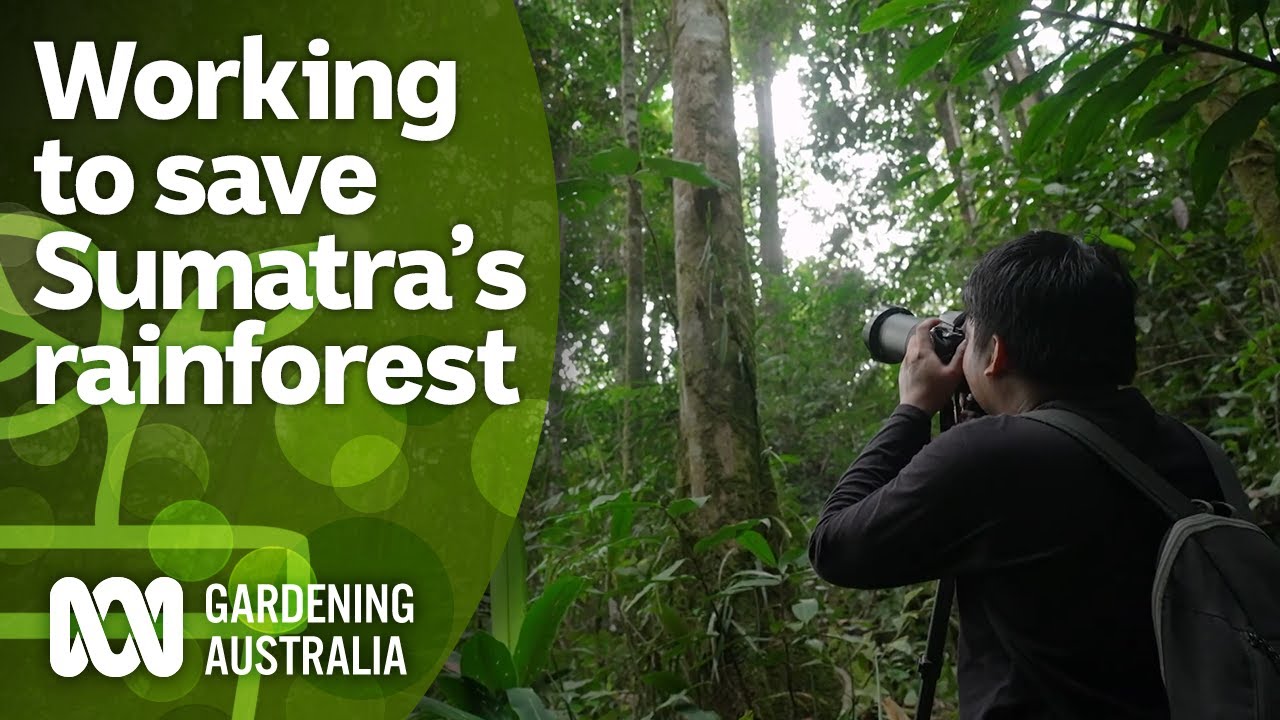 A conservationist working to save Sumatra's rainforest | Indonesia Special | Gardening Australia