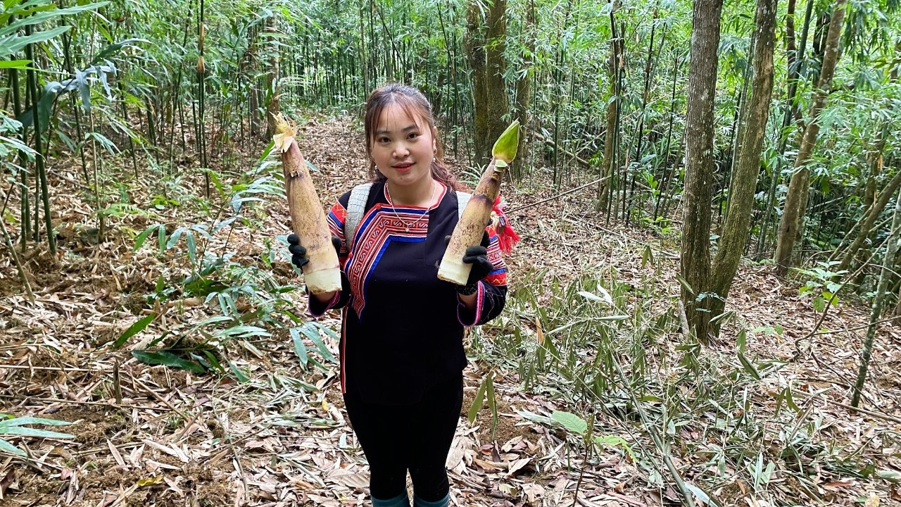 Mai Mèo Lần Đầu Đi Đào Măng Rừng Và Cái Kết Mất Toi 2 triệu