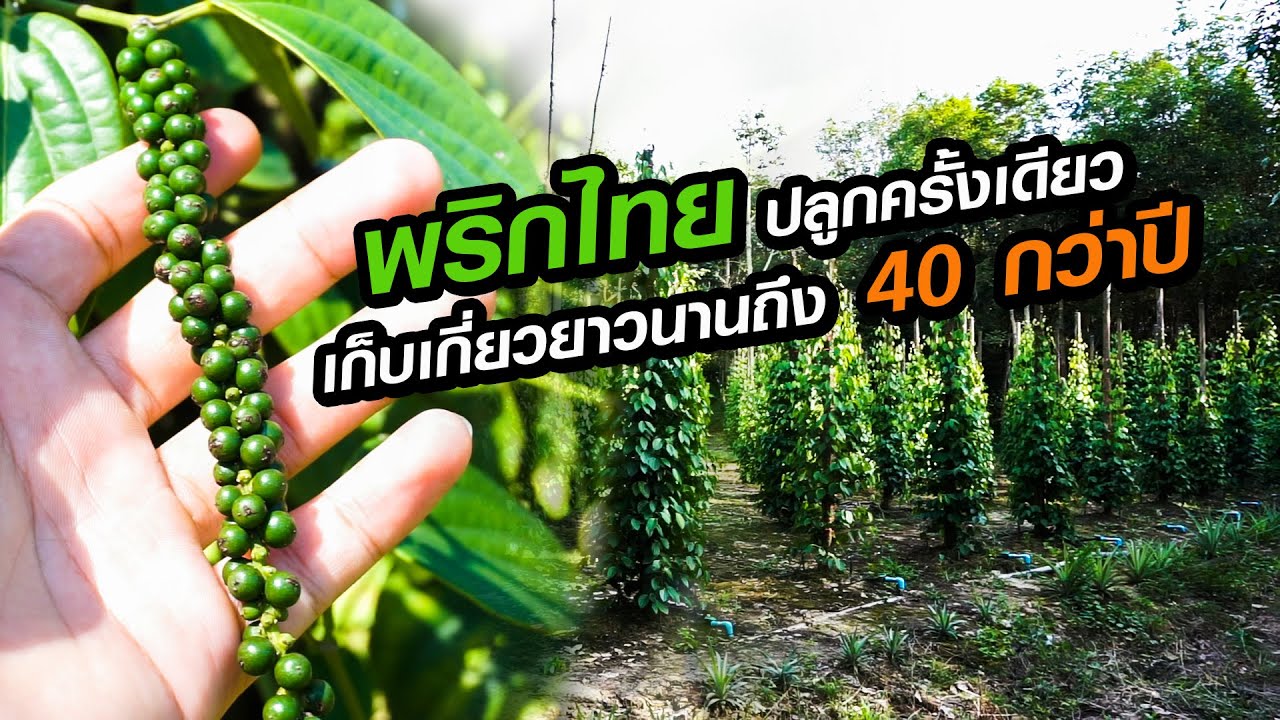 พริกไทย ปลูกครั้งเดียวเก็บเกี่ยวยาวนานถึง 40 กว่าปี มีกำไรงาม
