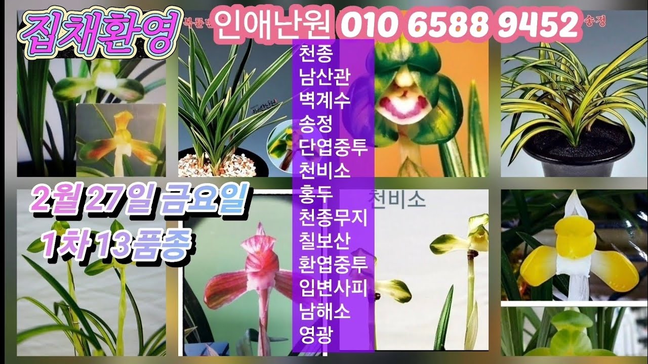 2월 27일 금/1차 천종 남산관 벽계수 송정 단엽중투 천비소 홍두 천종무지 칠보산 환엽중투 입변사피 남해소 영광 13품종 판매합니다
