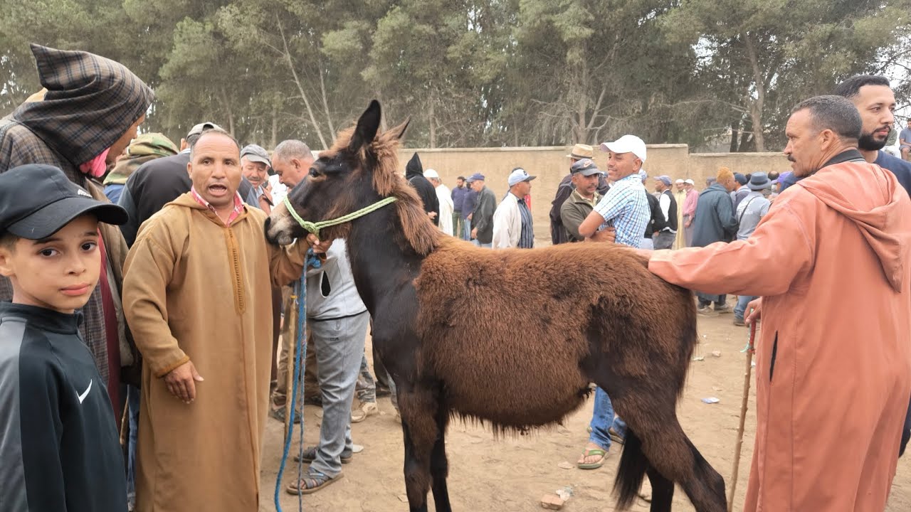 حميد طيكطوك.
