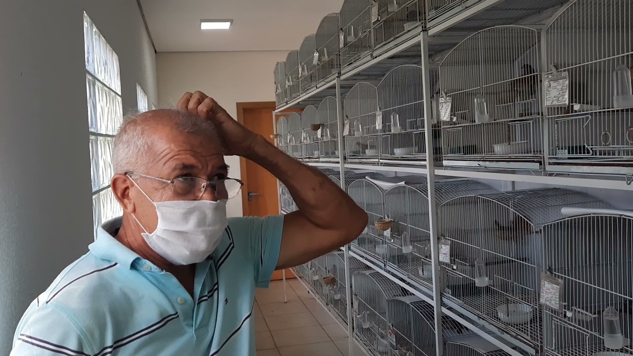 COMO CRIAR CURIO, CRIATORIO MORUMBI GOIÂNIA,  WANDERLEI, CONTATO ZAP 21 9714 50514 TUBIRAHY JUNIOR