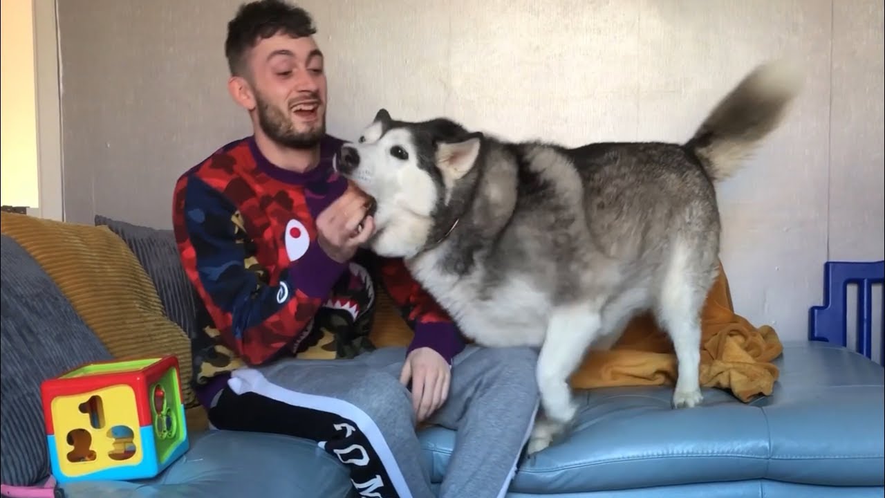 Husky Gets Angry And Steals Toy Off My Baby!! [TRY NOT TO LAUGH]