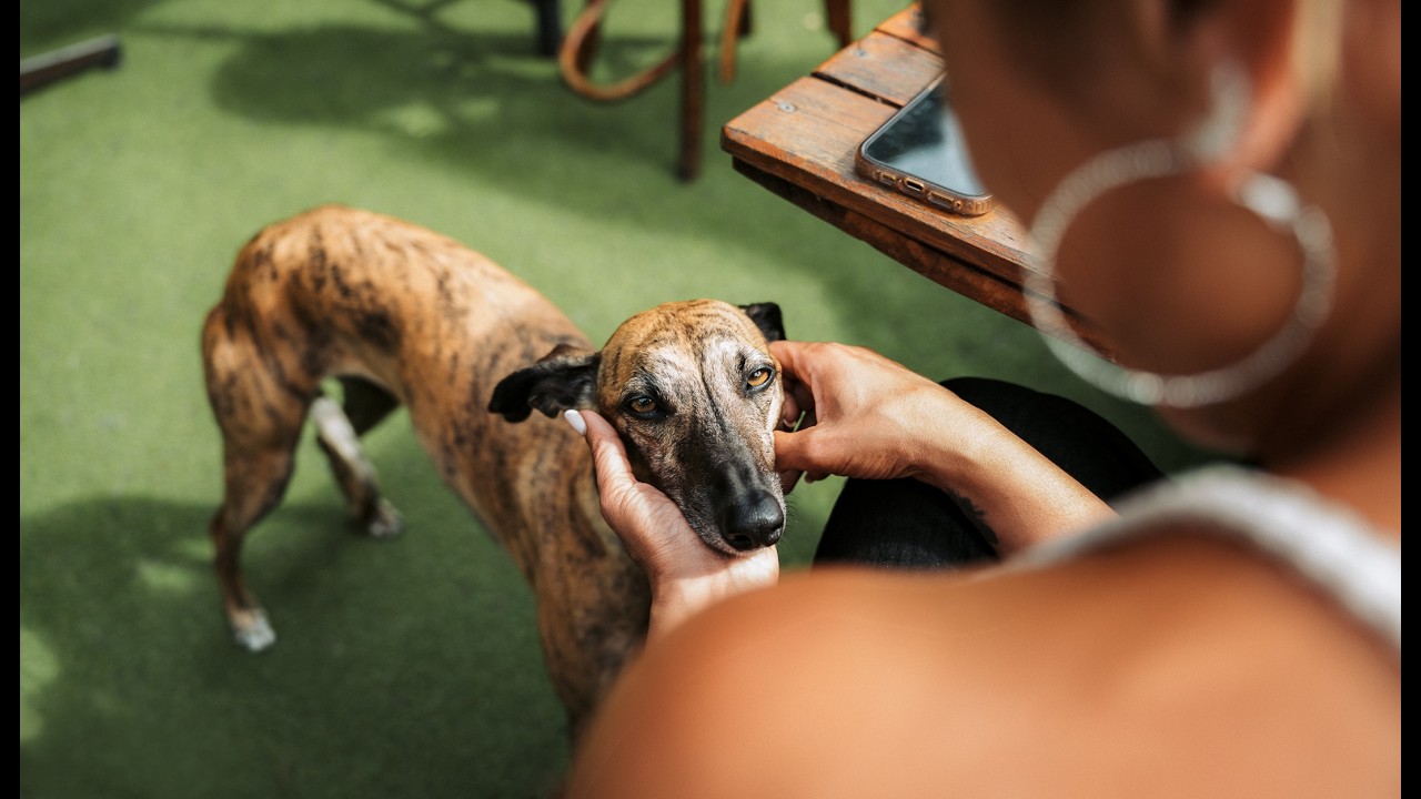 Pawevercompanion 🐾