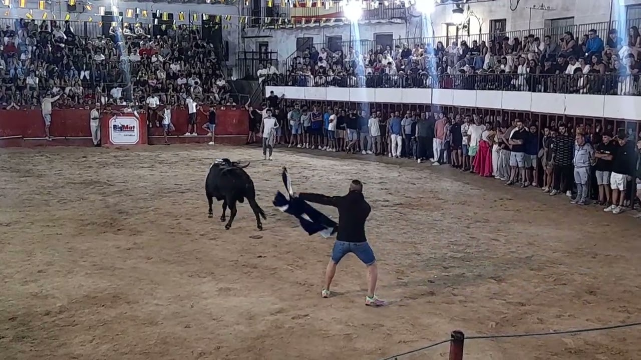 SUELTA TORO DEL AGUARDIENTE - Moraleja ( Cáceres ) 12 Julio 2025