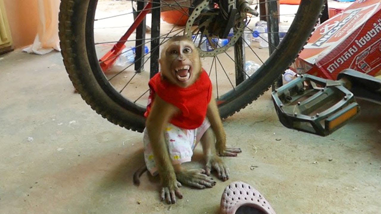 Dodo Crying Loudly Worry Mom Not Take Him Outside With