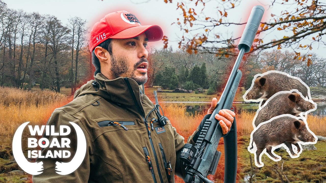 Cazamos jabalíes con Aimpoint en una isla en Suecia | Wild Boar Island