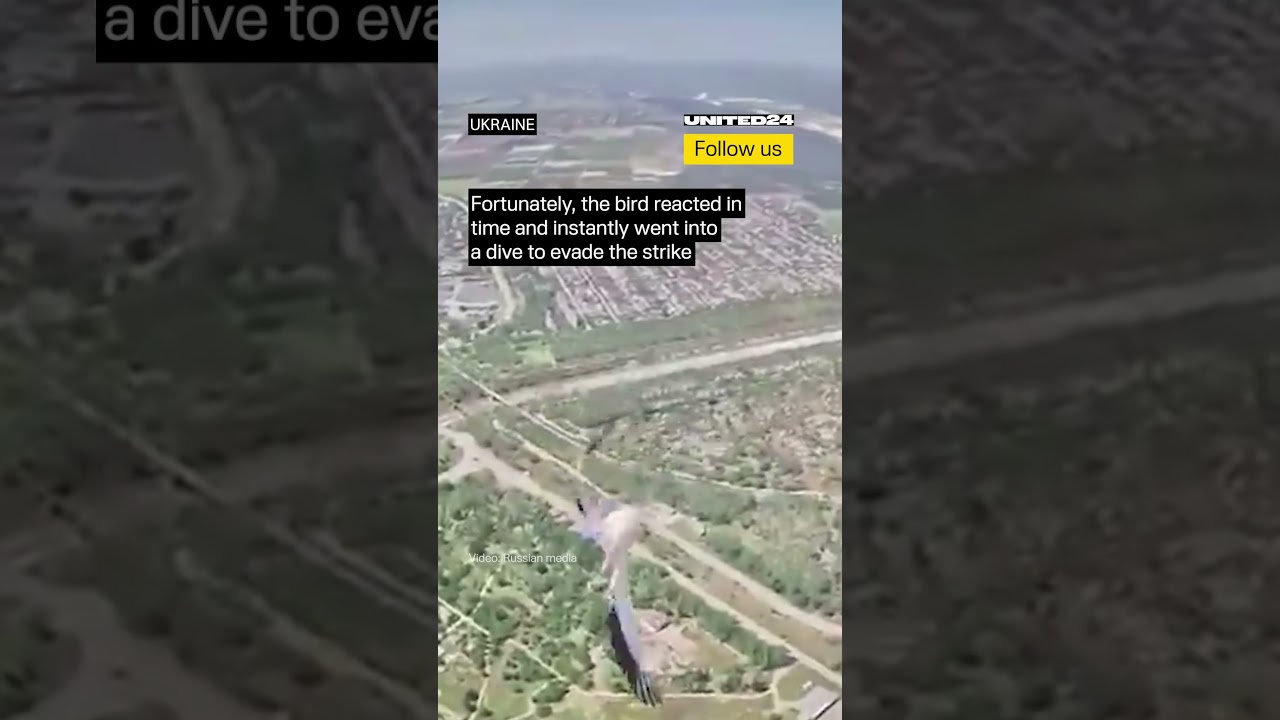 Stork Evaded Russian FPV Drone #warinukraine