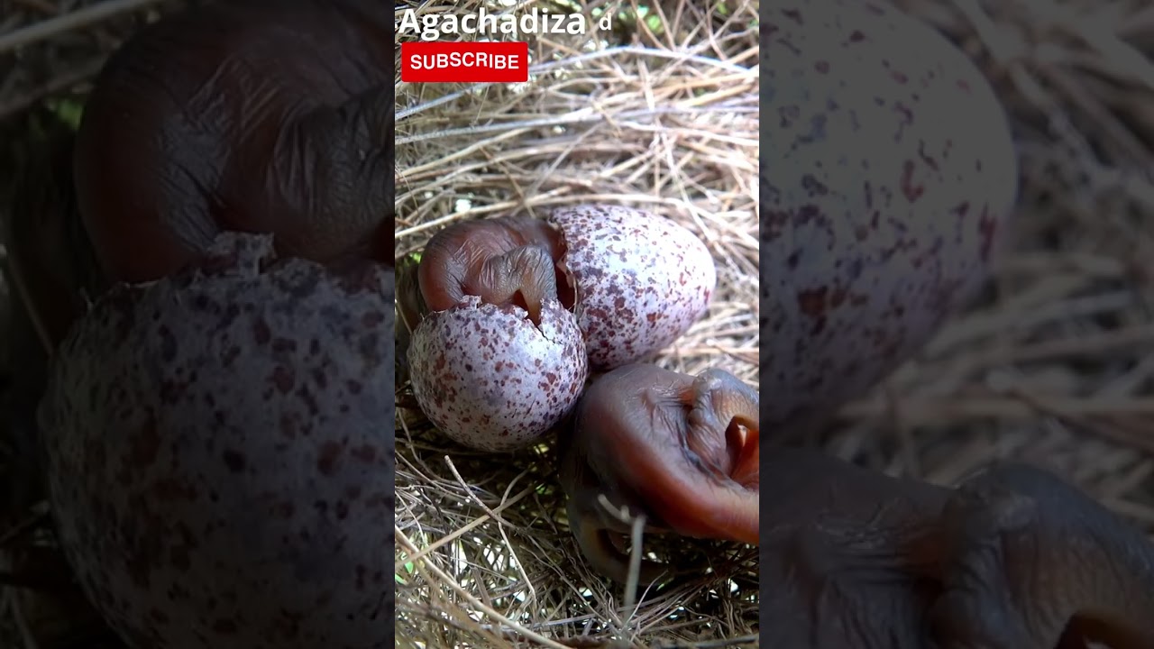 🐦Agachadiza de Wilson: Elegancia en los Humedales #animal #animals #p&aacute;jaro #shots #shorts #short