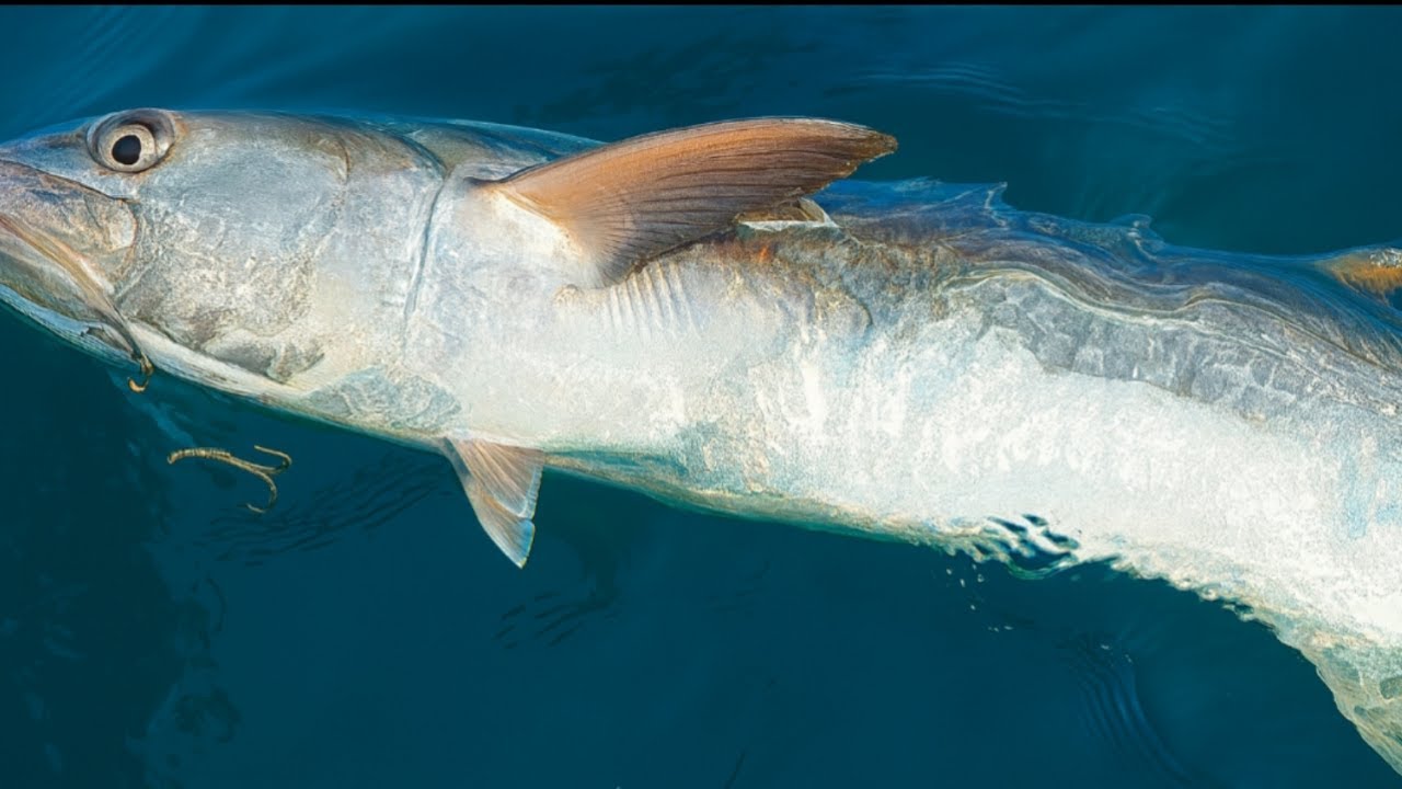 The best way to catch monster kingfish