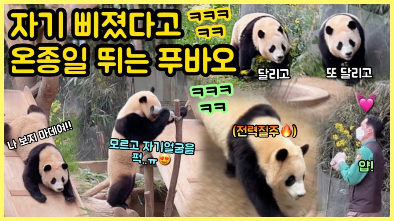 [ep.89] 역대급 삐져서 하루죙~~일 뛰어다니는 푸바오!😡/ 할부지만 왔다하면 온몸으로 삐진 티를 한바가지 내는 아기판다💓/ ⚠️귀여움주의 ⚠️멀미주의ㅋㅋㅋㅋ / 에버랜드