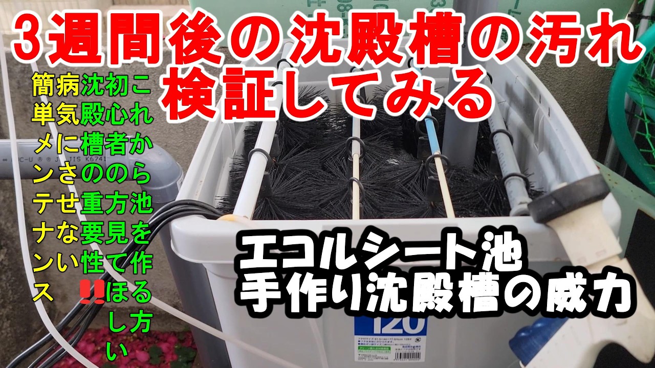沈殿槽の掃除【病気にさせない簡単メンテナンス】＃エコルシート池 ＃沈殿槽 #ロールフィルター