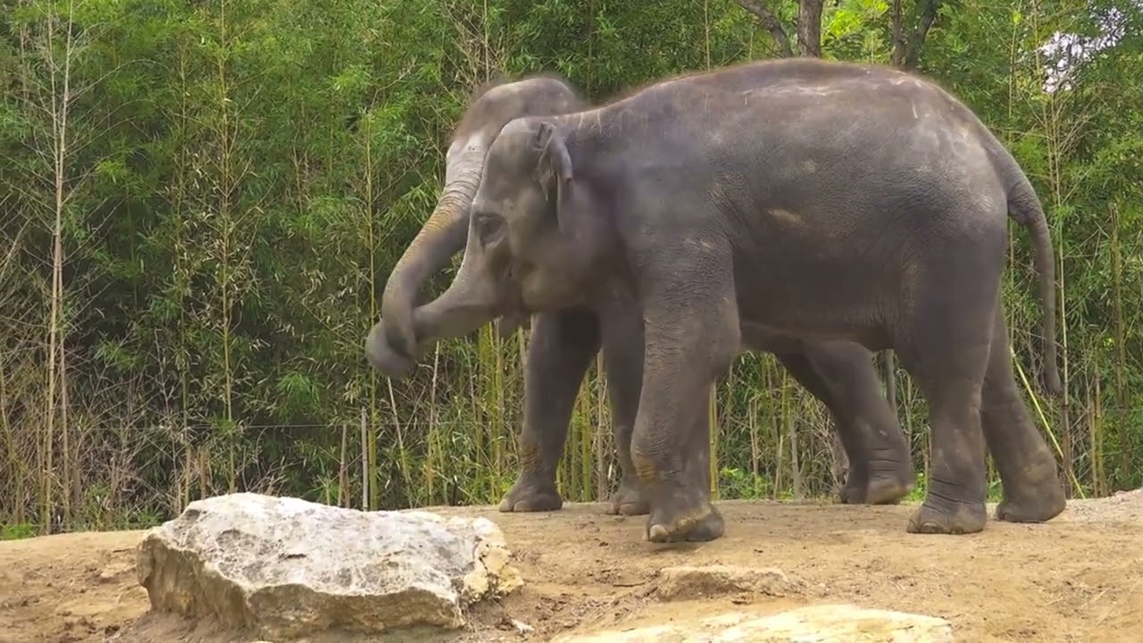 Elephant's Incredible memory