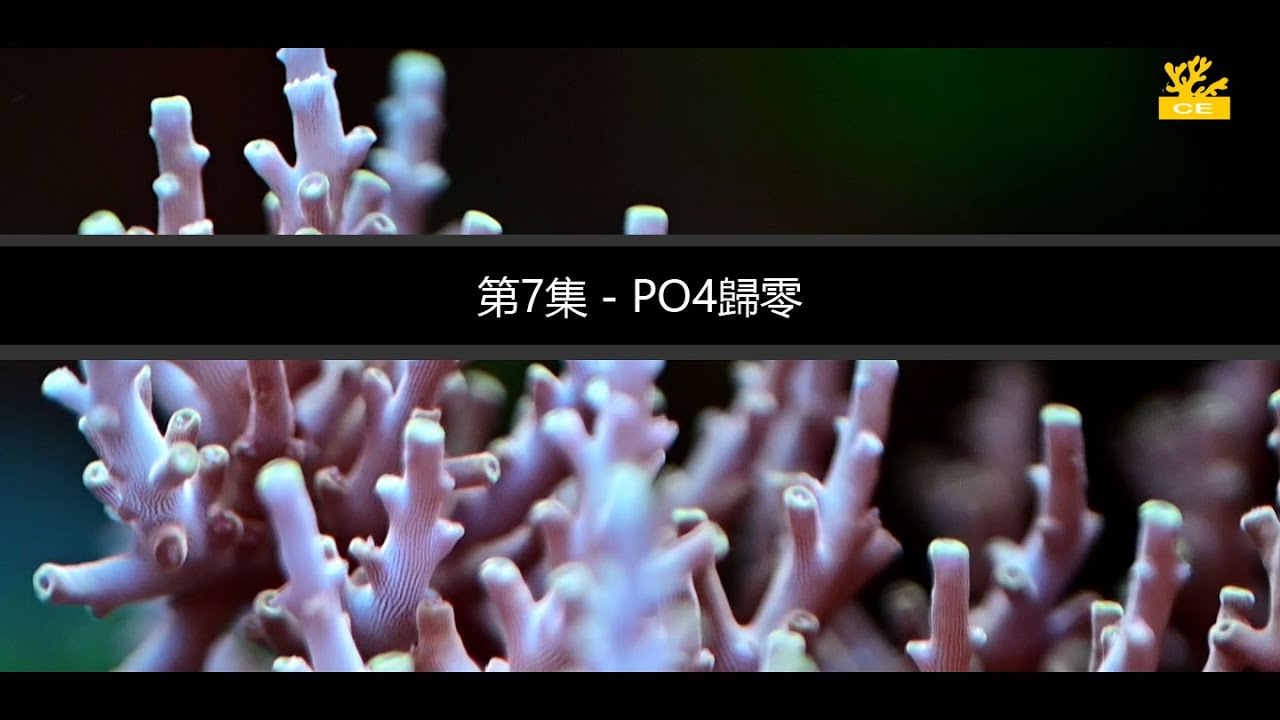 第二章 第7集 海水缸 PO4 歸零