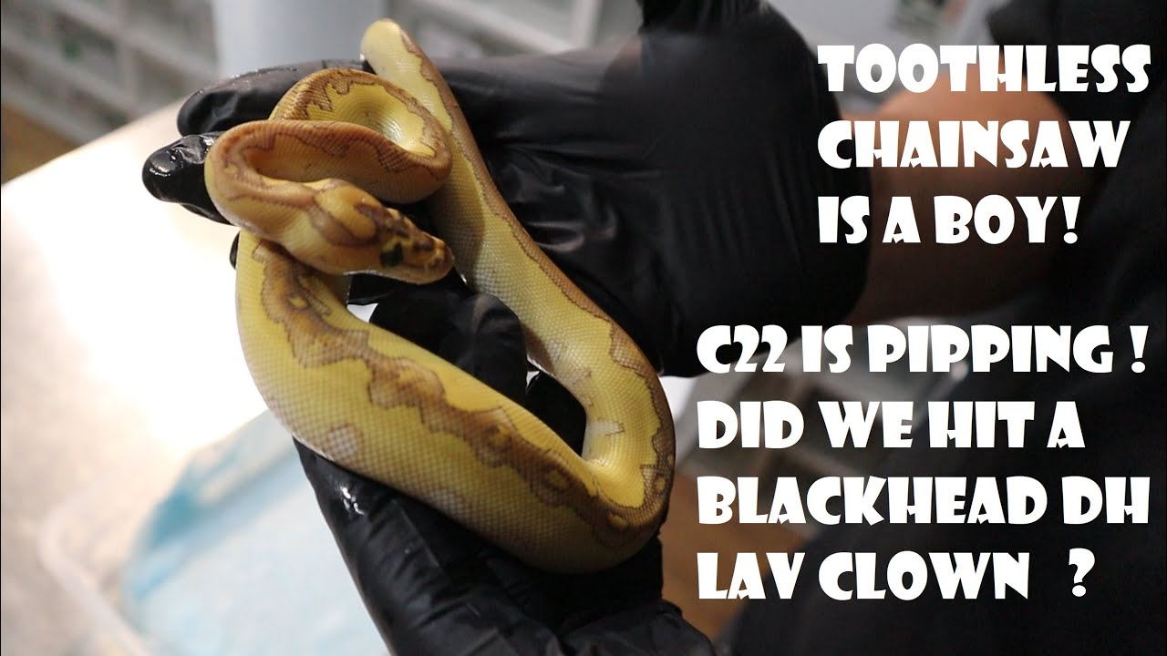 C22 is Pipping - Black Head Lavender Albino Clown Project + sexing gravel clown combos + albinos