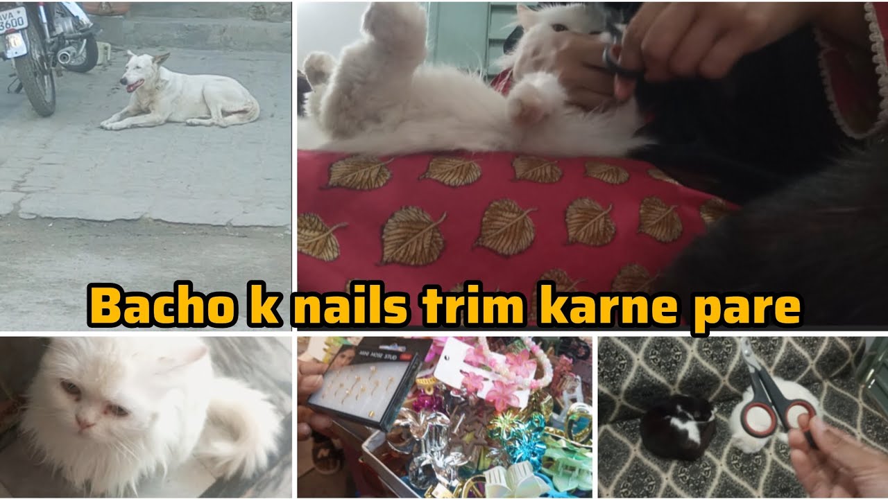 Ramadan day 26 with my cats💫 || After one month bacho k nails trim karne pare ||