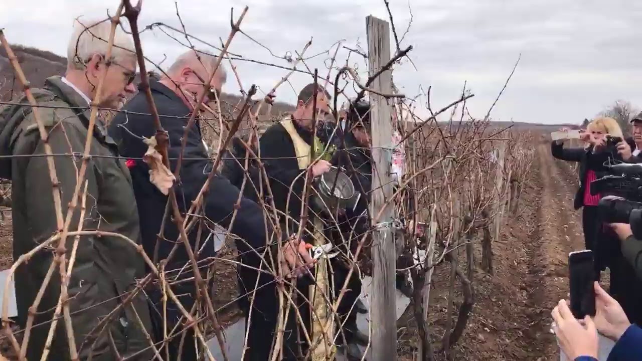 Зарязване на лозята