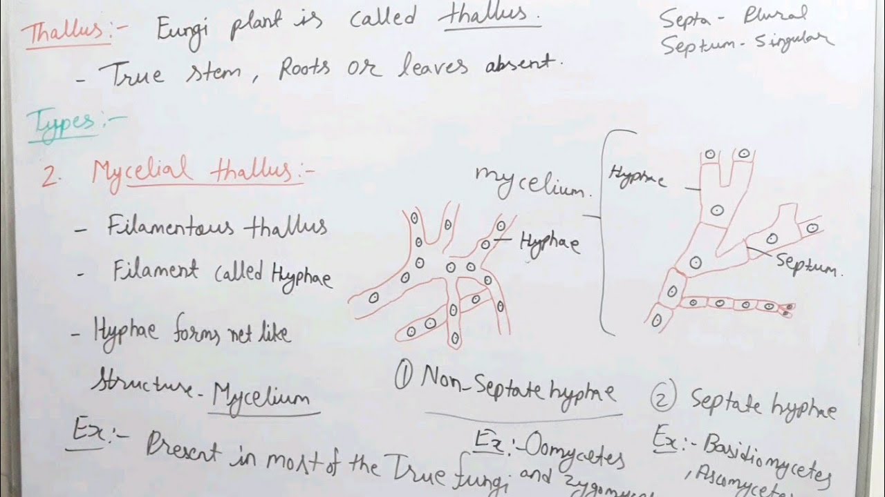 Thallus organization in fungi (b.sc)