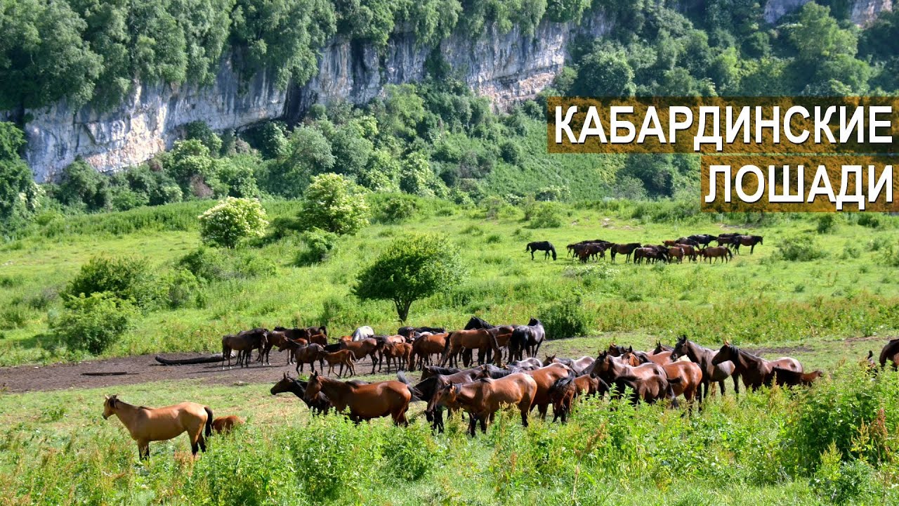 Кабардинские лошади на летнем пастбище. Конный завод ООО ИСУФ. Кабардино-Балкария