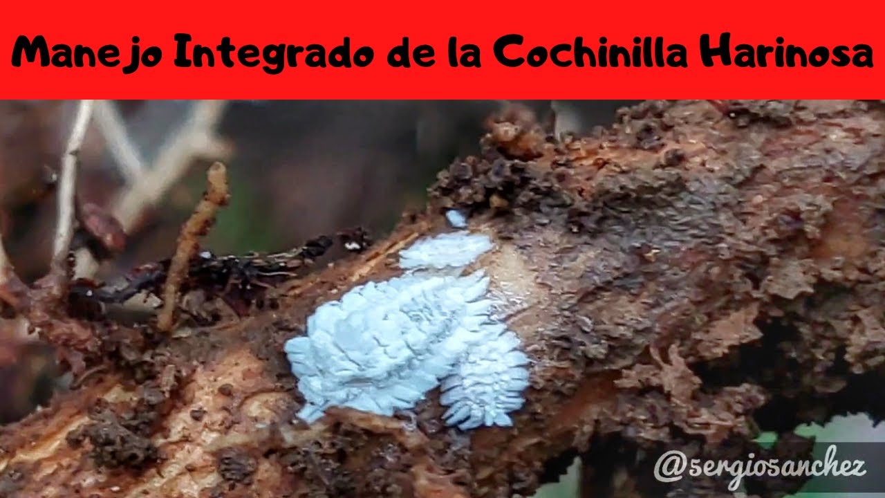 Manejo integrado Cochinilla Harinosa en el cultivo de café