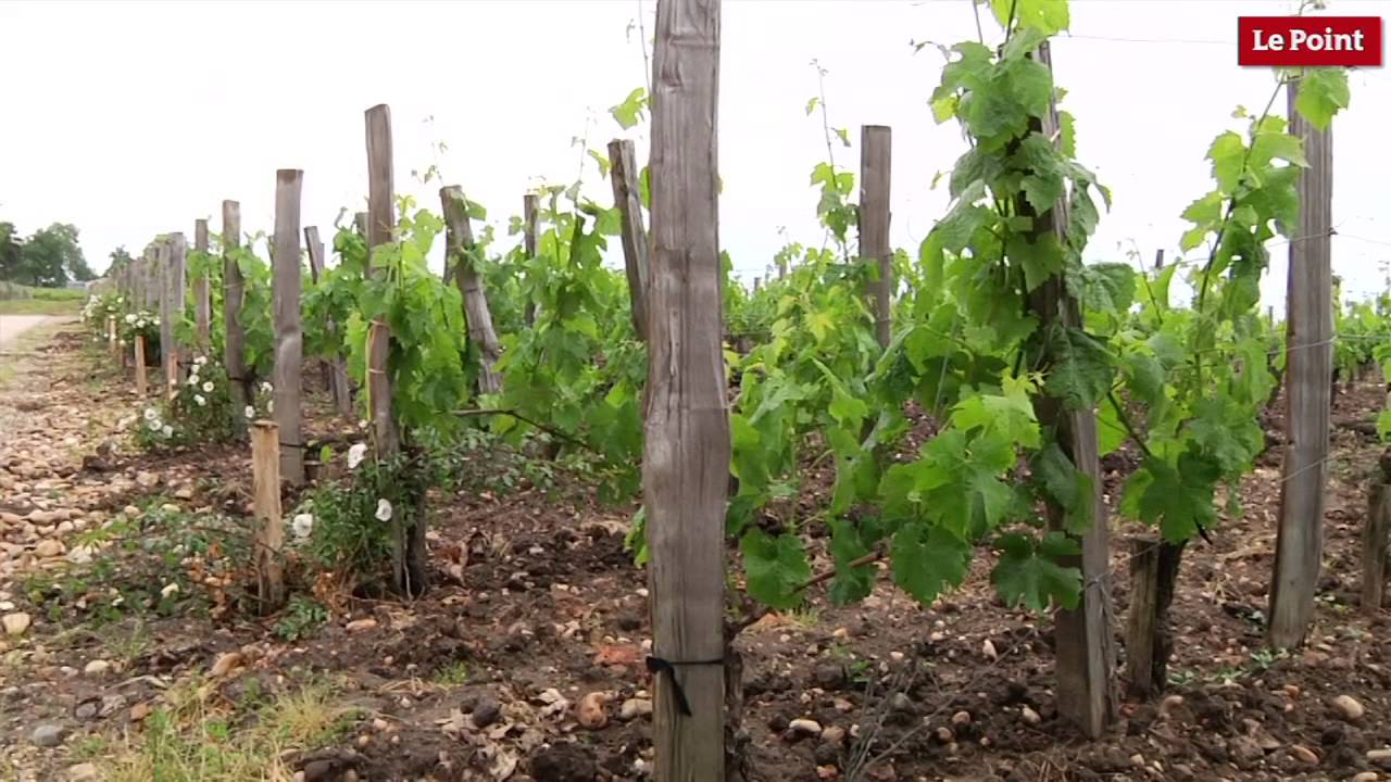 Cheval Blanc :  la parcellisation des vignes