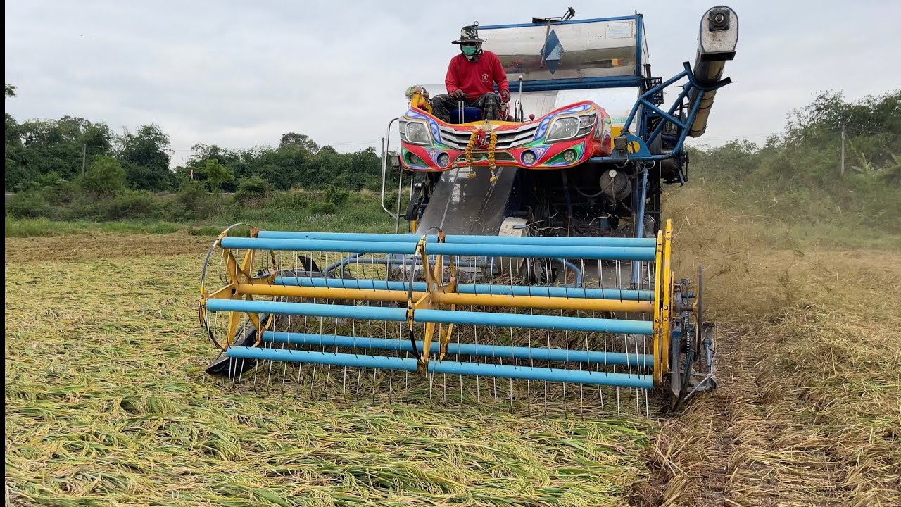 4 เม.ย 65 แปลงเดียวเกี่ยวข้าวสองพันธุ์ กข.57 ราคา 7300 หอมพวง 7000 ข้าวดีมาก