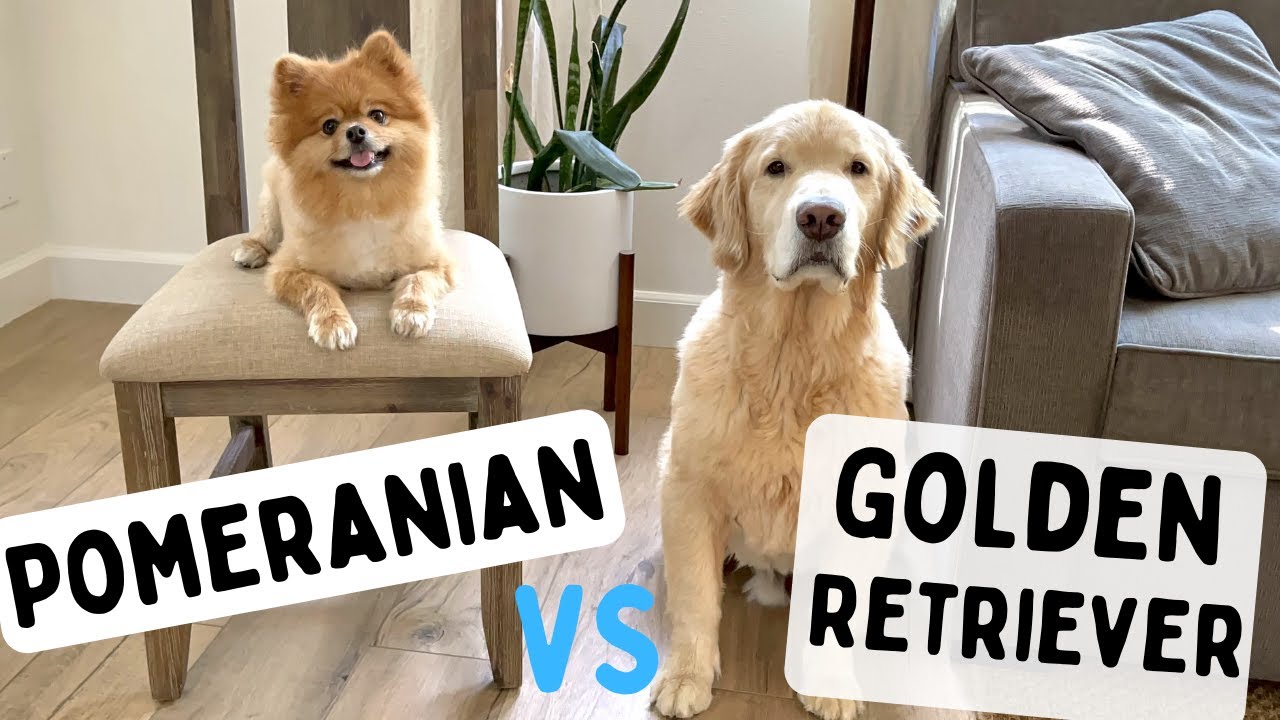 Differences between Pomeranian and Golden Retriever