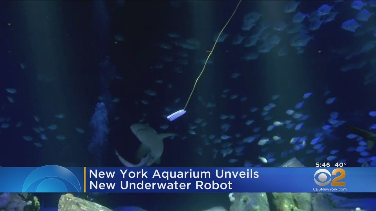 New York Aquarium Unveils New Underwater Robot