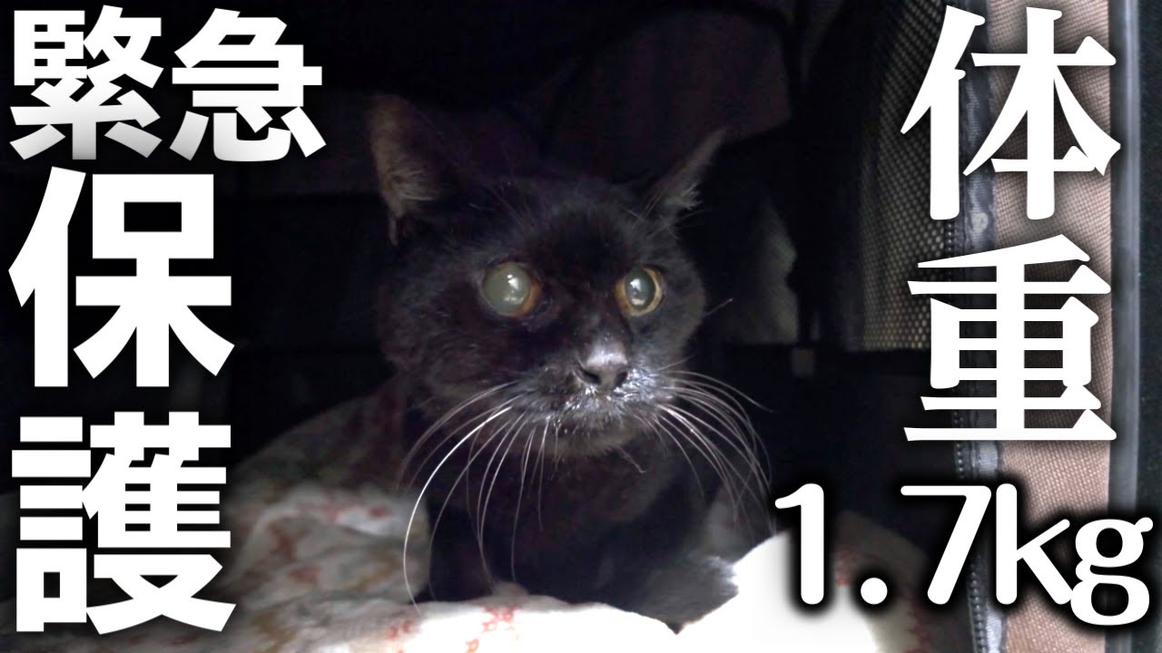 成猫なのに1.7キロしかないガリガリフラフラの猫を緊急保護しました【迷い猫】