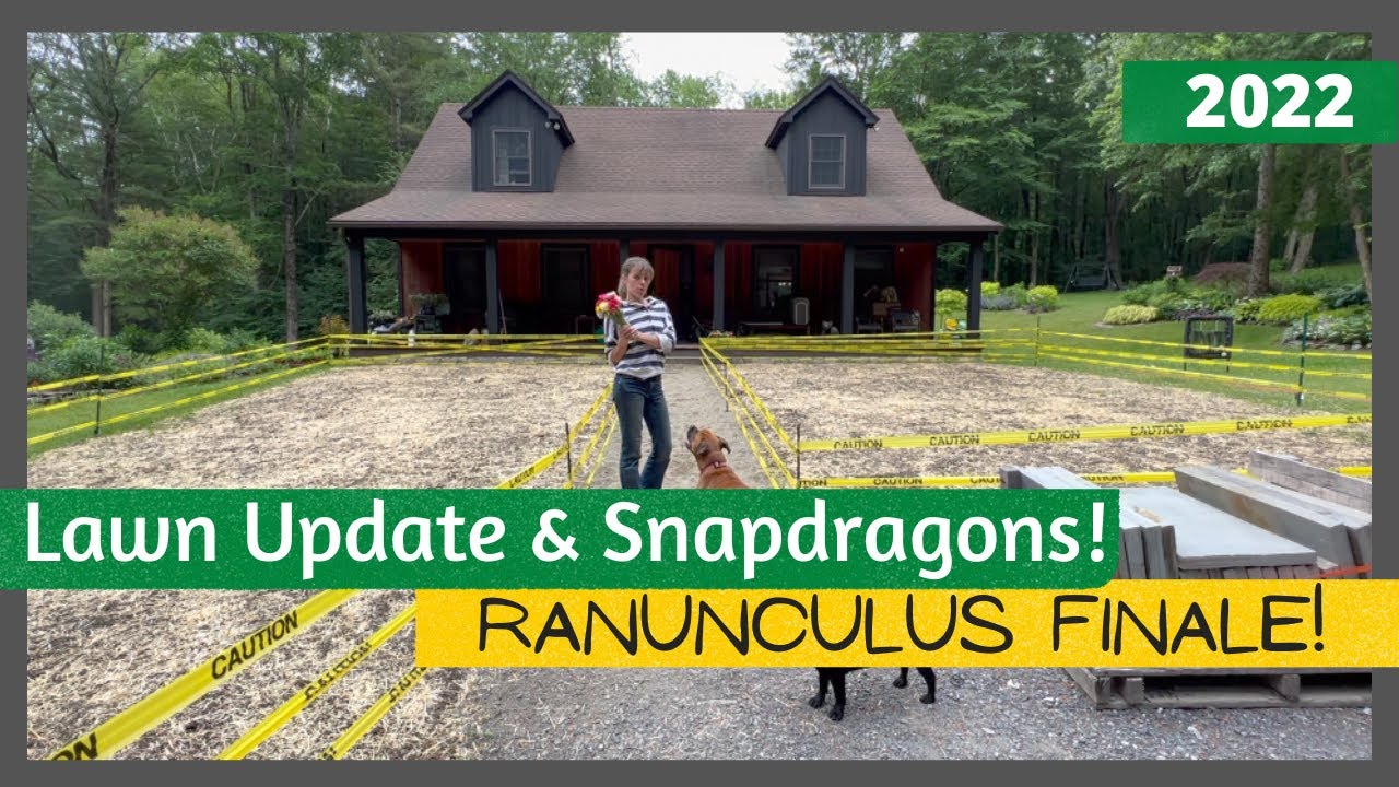 My Ranunculus Finale // Lawn Update // Veggie Garden Mess // Snapdragons!!
