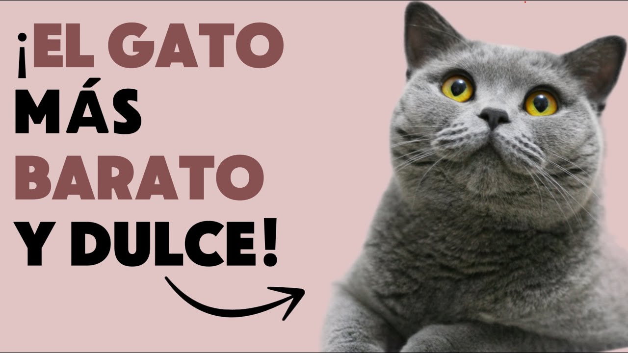«Por Qué Todo el Mundo Quiere Adoptar a Este Gato (¡La verdad BRITÁNICA de Pelo Corto!)»