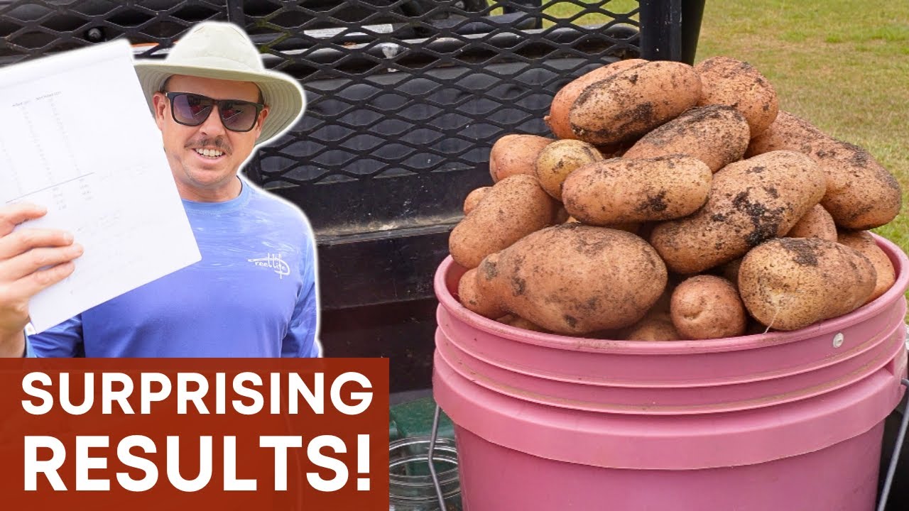 Hilling Potatoes: Uncovering the Truth