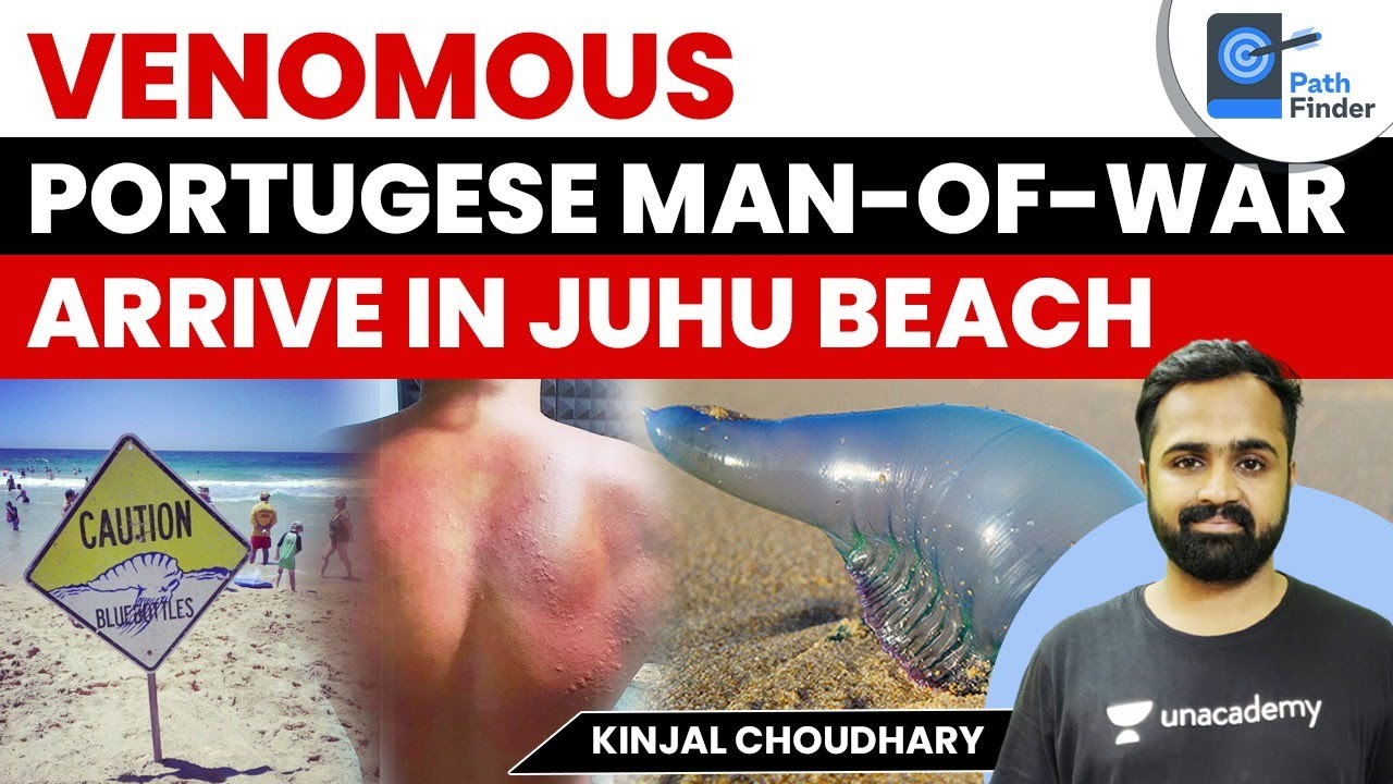 Blue Bottle Jellyfish Back on Mumbai’s Juhu Beach | Avoid Contact with Portuguese Man-of-war