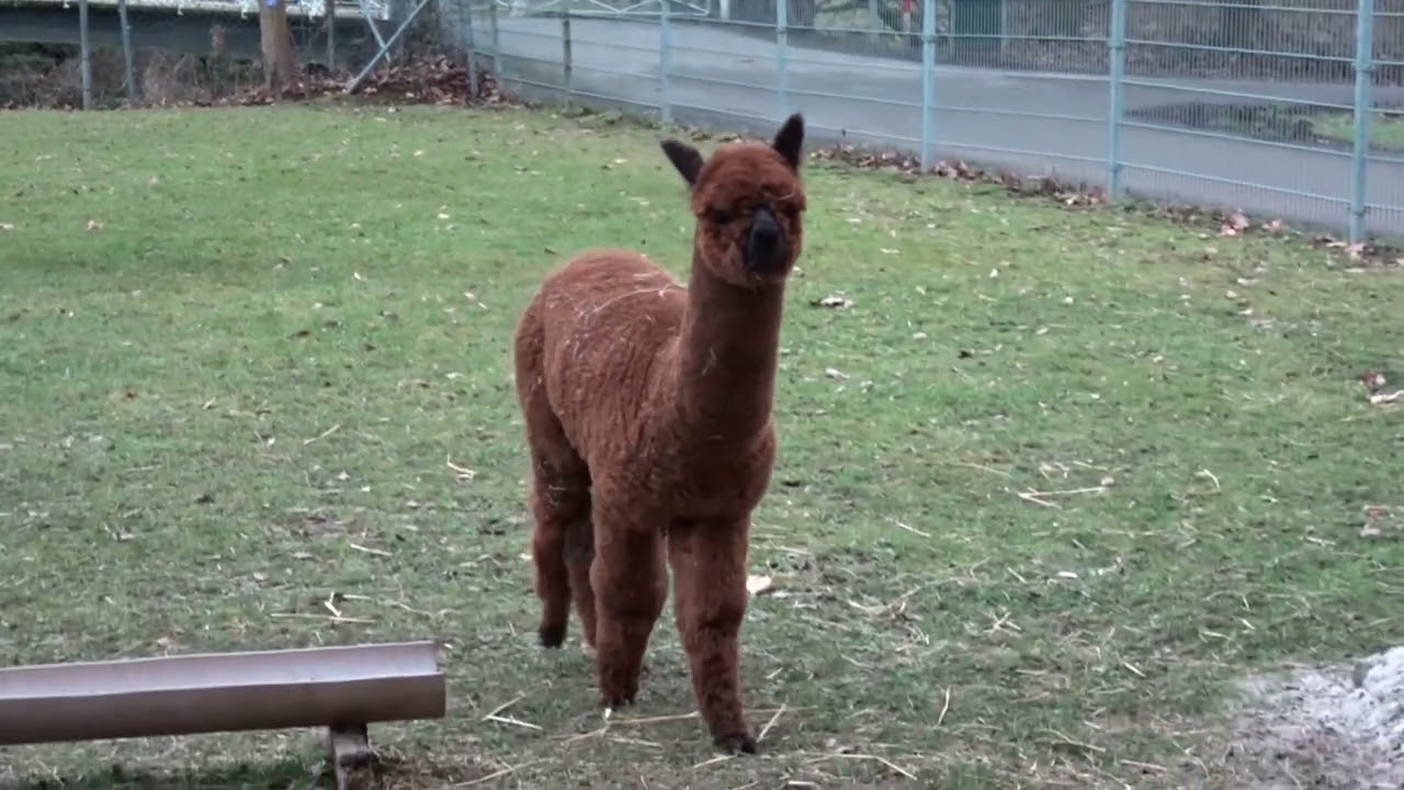 De Alpacas van Weddng Castle Oost te Valkenburg.