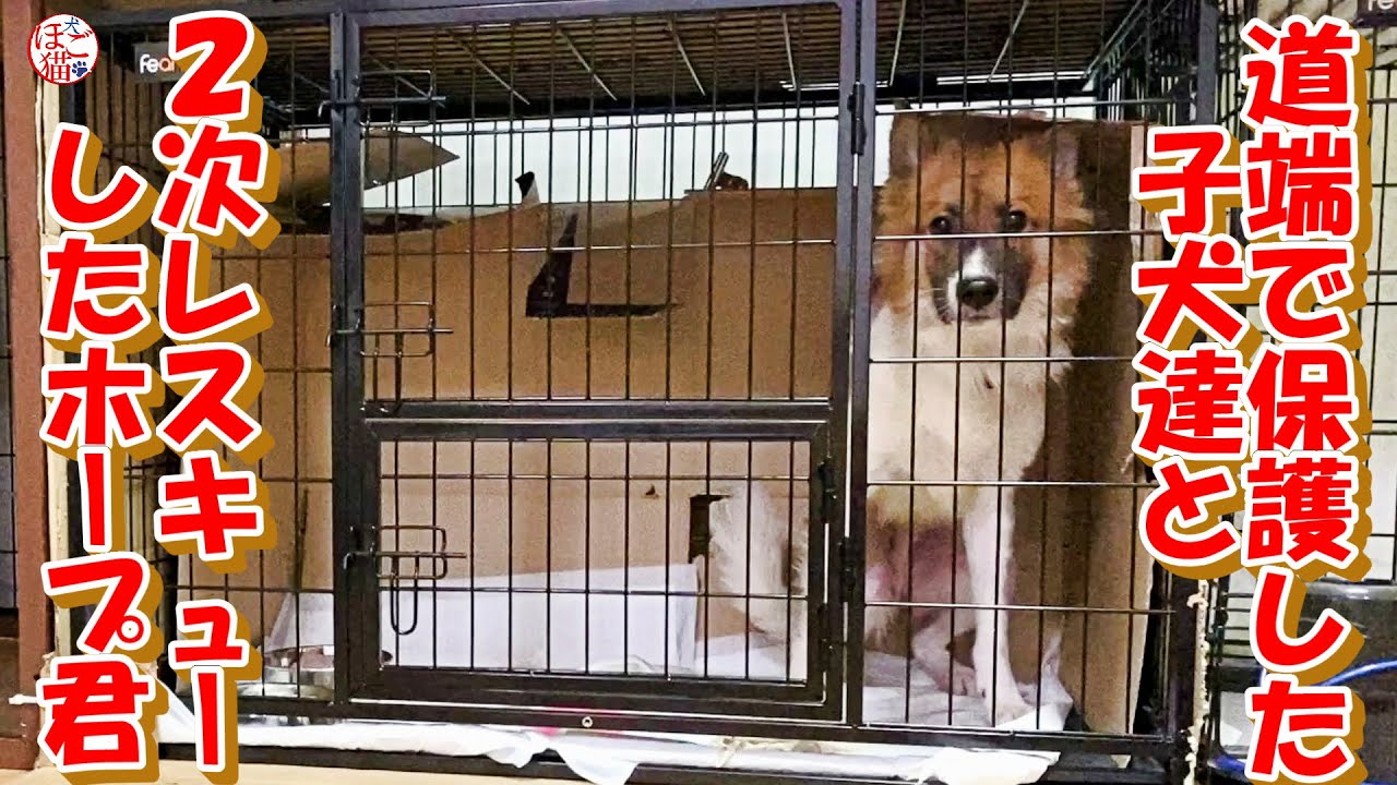 【子犬　保護　子猫】道端で保護した子犬と２次レスキューしたホープ君＋おまけコーナー