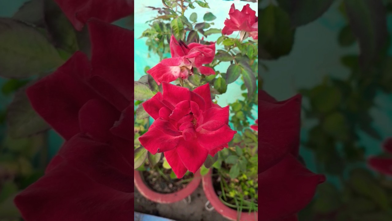Favorite flower /गुलाब #shorts #youtubeshorts #flowers #plantlover #shital #viralsong