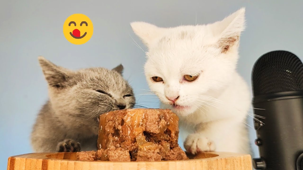 White and Gray Cats Eating Wet Cat Food ASMR Mukbang