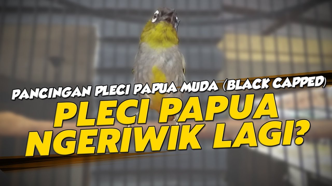 PANGGILAN PAGI HARI PLECI PAPUA NGERIWIK HALUS