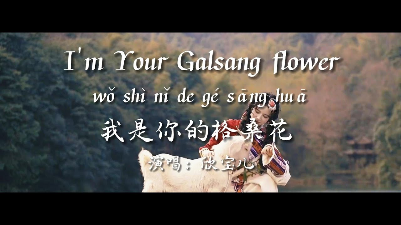 我是你的格桑花 - 欣寶兒【I‘m Your Galsang flower】 #雙語字幕 #pinyin
