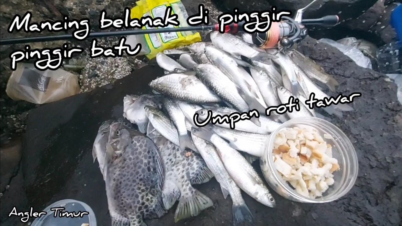 Mancing belanak di pinggir-pinggir batu pakai roti tawar