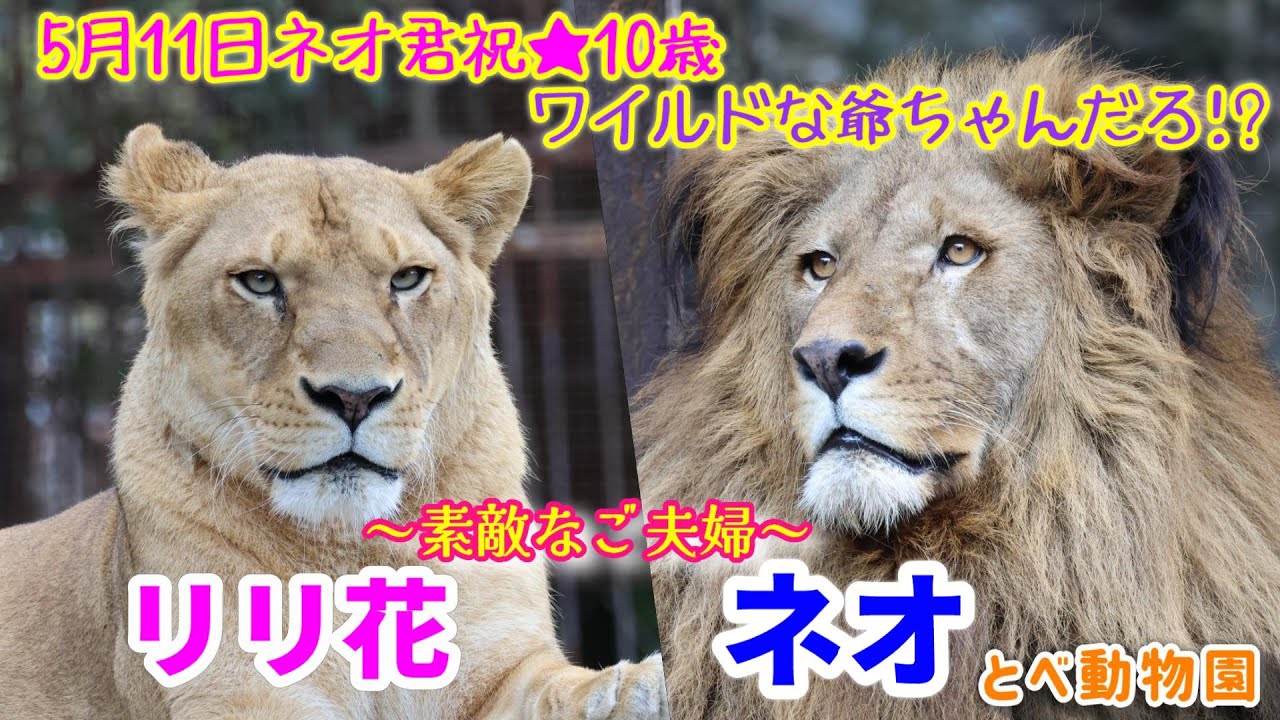 【2024.2.25 とべ動物園】ヘソ天が止まらないご機嫌ネオ君＆塩対応なリリ花ちゃん🦁💕