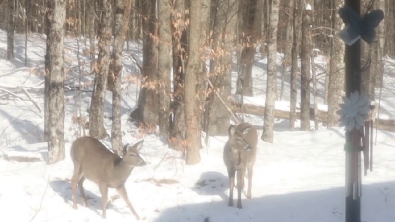 Deer in the backyard - Super Cute, Playful Juvenile White Tail Deer