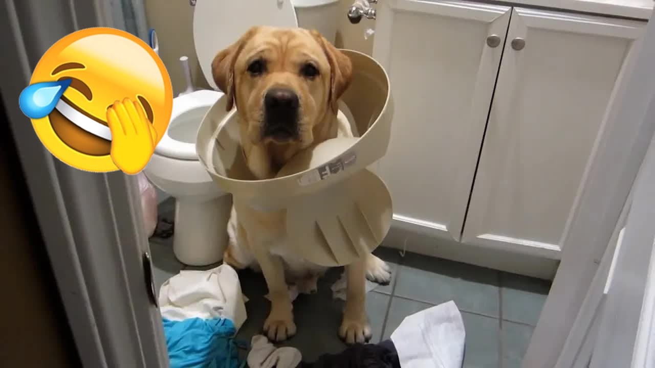 You Laugh You Lose ⭐ Funniest Cats and Dogs 2026 🌼 #funnycats #funniestanimals #funnydog #catvideos