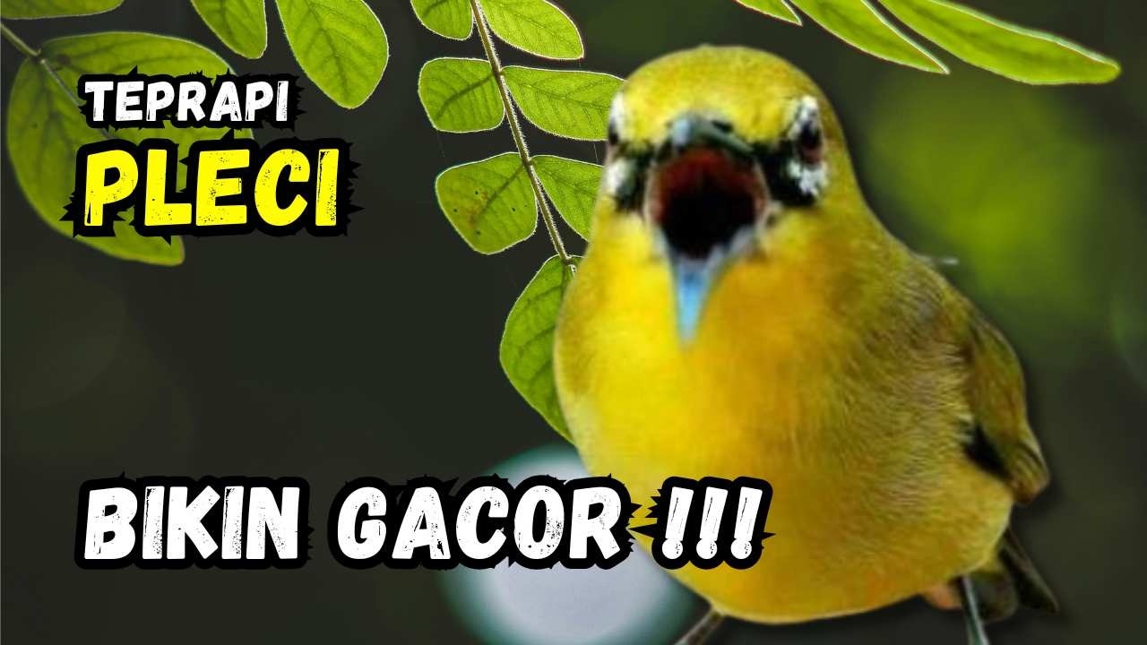 Terapi Pleci Ampuh Bikin Gacor | Hitungan Detik Pleci Ikut Bunyi