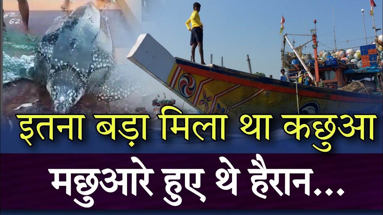 Bhayandar - Uttan | समंदर में इतना बड़ा मिला था कछुआ हैरान हुए मछुआरे...