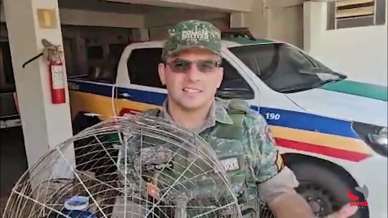 Polícia Militar de Meio Ambiente apreende 21 aves silvestres em operações na região de Caratinga