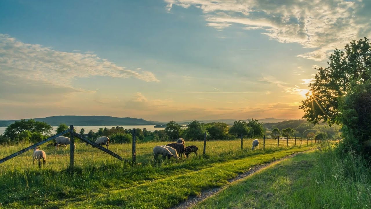 Sons de Fazenda - Animais da Fazenda - 10 Horas de Ambiente Rural