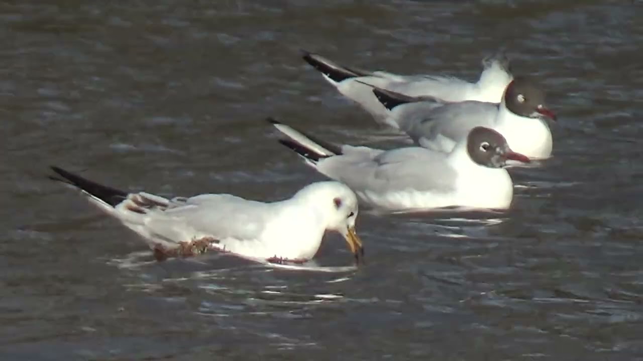 Common Gull? #commongull #gulls #gull #waterbirds #aquaticbirds #birds #wildanimals #wildlife