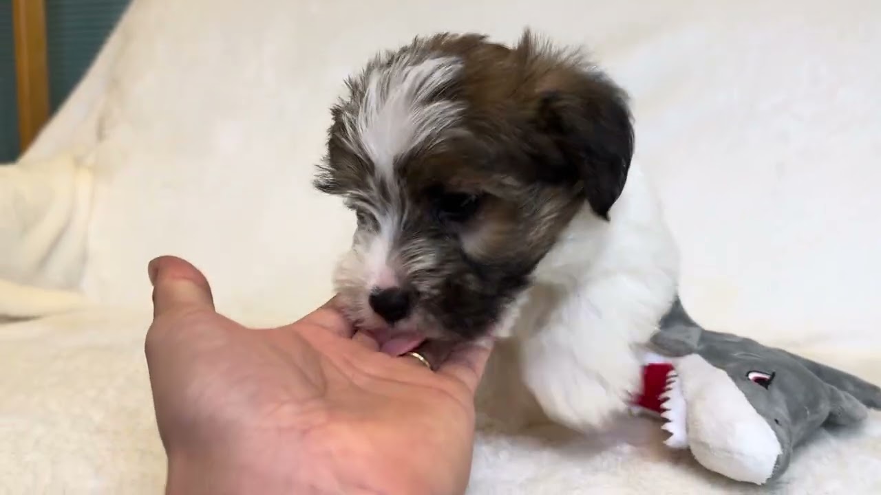 1月8日撮影！犬のブリーダーwichtigウィッチティグ・男の子（ラフ予定）！